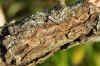 A hole in the pear tree which probably is of  a Hawthorn jewel beetle (Agrilus sinuatus). 