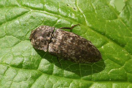 Agrypnus murina. Family Click beetles (Elateridae). 