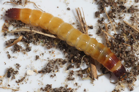 Larva of a click beetle. Also called wireworm. Probably a larva of a Agrypnus murina.