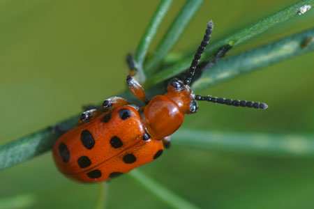 Aspergehaantje, Rode aspergekever (Crioceris duodecimpunctata). Tribe Criocerini. Onderfamilie Criocerinae. Familie  bladhaantjes (Chrysomelidae).