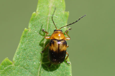 Cryptocephalus pusillus. Onderfamilie Cryptocephalinae. Familie bladhaantjes (Chrysomelidae).