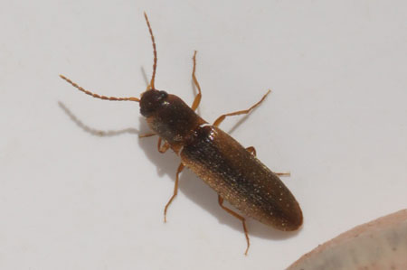 Dalopius marginatus. Family Click beetles (Elateridae). 