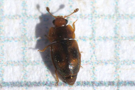 Epuraea bigutta, synomiem Epuraea unicolor (niet helemaal zeker!).Onderfamilie Epuraeinae. Familie glanskevers, sapkevers, bloemkevers (Nitidulidae).