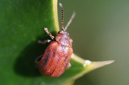 Meidoornhaantje (Lochmaea crataegi). Onderfamilie Galerucinae. Familie  bladhaantjes (Chrysomelidae).