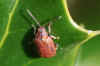 Meidoornhaantje (Lochmaea crataegi). Onderfamilie Galerucinae. Familie  bladhaantjes (Chrysomelidae).