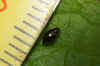 Longitarsus anchusae. Onderfamilie Galerucinae. Familie  bladhaantjes (Chrysomelidae). 