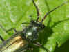 Roodtipbasterdweekschild (Malachius bipustulatus). Man. Familie Bastaardweekschildkevers (Malachiidae).