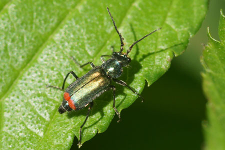 Roodtipbasterdweekschild (Malachius bipustulatus). Man. Familie Bastaardweekschildkevers (Malachiidae).