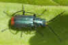 Roodtipbasterdweekschild (Malachius bipustulatus).  Familie Bastaardweekschildkevers (Malachiidae).