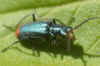 Roodtipbasterdweekschild (Malachius bipustulatus).  Familie Bastaardweekschildkevers (Malachiidae).