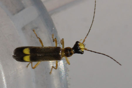 Malthinus spec. Family Soldier beetles (Cantharidae).