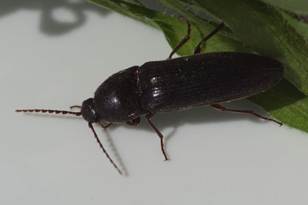 Melanotus. Family Click beetles(Elateridae).