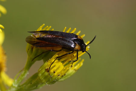 Wasp nest beetle  (Metoecus paradoxus). Family Wedge-shaped beetles (Rhipiphoridae).