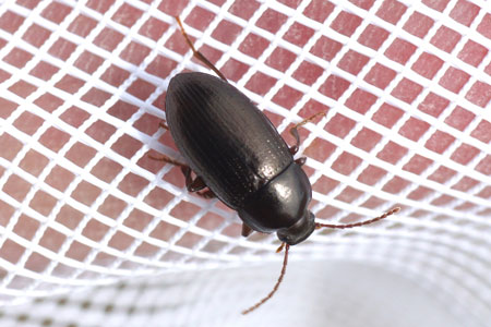 Nalassus laevioctostriatus. Subfamily Tenebrioninae. Family Darkling beetles (Tenebrionidae).