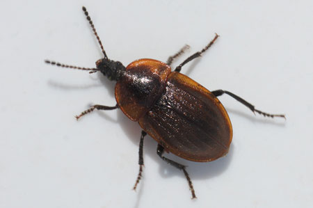 Phosphuga atrata. Subfamily Silphinae. Family Carrion or burying beetles (Silphidae).