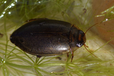 Rhantus suturalis. Family predaceous diving beetles (Dytiscidae).