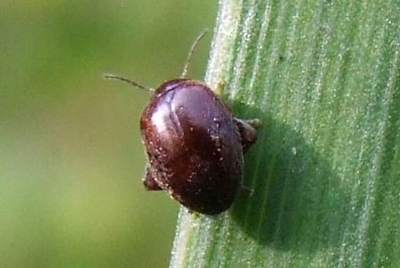 Scirtes spec.  Scirtes orbiculatus of  Scirtes hemisphaericus. Onderfamilie Scirtinae. Familie Moerasweekschildkevers, Moerasvlokevers (Scirtidae).