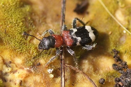 Mierenkever, Bonte mierkever, Mierenrolkever, Schorskevermoorder (Thanasimus formicarius). Familie Mierkevers (Cleridae). 