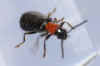 Tillus elongatus. Family Checkered beetles (Cleridae).