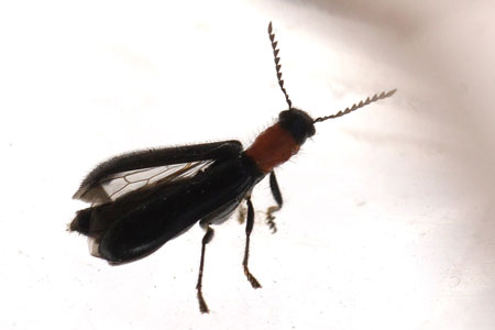 Tillus elongatus. Family Checkered beetles (Cleridae).