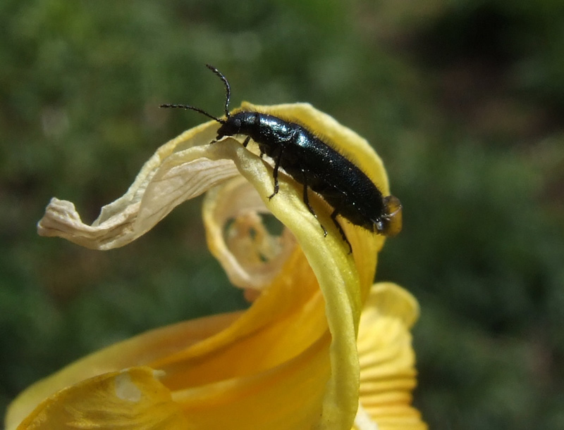 Dasytes cyaneus. Family Dasytidae.