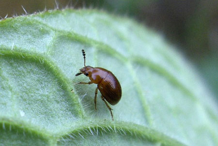 Leiodes spec. Familie Truffelkevers (Leiodidae).