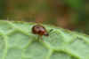 Leiodes spec. Familie Truffelkevers (Leiodidae).