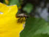 Geel wilgenhaantje (Lochmaea caprea) of  heidehaantje (Lochmaea suturalis) 