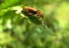 Soldier beetle (Cantharis) Maybe Cantharis livida.. Family Soldier beetles (Cantharidae)