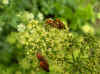 Common red soldier beetle (Rhagonycha fulva). Family Soldier beetles (Cantharidae)