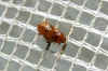 Asiorestia spec - Neocrepidodera spec. Familie  bladhaantjes (Chrysomelidae).