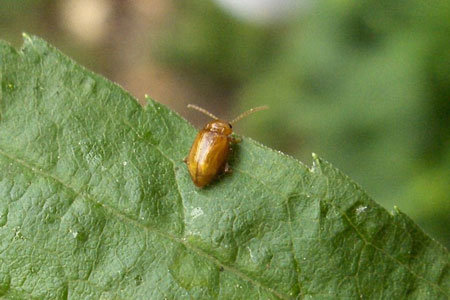 AFlea beetle Asiorestia spec - Neocrepidodera spec. Subfamily Alticinae. Family leaf beetles Chrysomelidae.