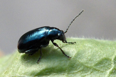 Teunisbloemaardvlo, Altica oleracea synoniem Haltica oleracea. Onderfamilie Alticinae. Familie  bladhaantjes (Chrysomelidae).