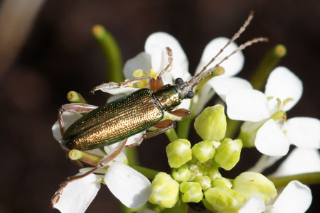 Rietkever  Donacia clavipes 