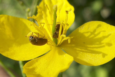 Frambozenkever (Byturus tomentosus). Familie frambozenkevers (Byturidae).