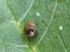 Most likely a Onthophagus coenobita. Maybe Onthophagus similis.  Genus dung beetles (Onthophagus) Familiy Scarabs, scarab beetles (Scarabaeidae)