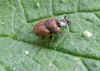 Most likely a Onthophagus coenobita. Maybe Onthophagus similis.  Genus dung beetles (Onthophagus) Familiy Scarabs, scarab beetles (Scarabaeidae)