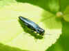 Agrilus, probablyagrilus cyanescens  Family jewel beetles or metallic wood-boring beetles (Buprestidae)