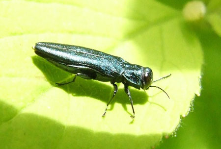 Agrilus, probablyagrilus cyanescens  Family jewel beetles or metallic wood-boring beetles (Buprestidae)