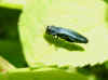 Agrilus, probablyagrilus cyanescens  Family jewel beetles or metallic wood-boring beetles (Buprestidae)