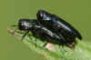 Prachtkever, Agrilus, hoogstwaarschijnlijk  agrilus cyanescens Familie Prachtkevers (Buprestidae)  