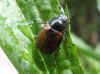 Garden Chafer (Phyllopertha horticola)Family scarabs, scarab beetles (Scarabaeidae)