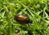 Garden Chafer (Phyllopertha horticola)Family scarabs, scarab beetles (Scarabaeidae)