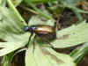 Garden Chafer (Phyllopertha horticola)Family scarabs, scarab beetles (Scarabaeidae)