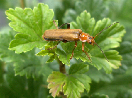 Soldier beetle (Cantharis) Maybe Cantharis livida.. Family Soldier beetles (Cantharidae)