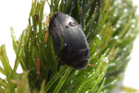 Diving beetles, Predaceous water beetles Dytiscidae. Family Agabus or  family  Ilybius. 