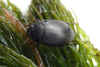 Diving beetles, Predaceous water beetles Dytiscidae. Family Agabus or  family  Ilybius. 