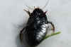 Diving beetles, Predaceous water beetles Dytiscidae. Family Agabus or  family  Ilybius. 