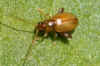 Alticinae, mogelijk een Aphtona of Longitarsus-soort. Familie  bladhaantjes (Chrysomelidae).