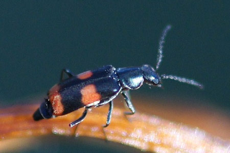 Dubbelvlekbasterdweekschild (Anthocomus fasciatus) Familie Bastaardweekschildkevers (Malachiidae)  